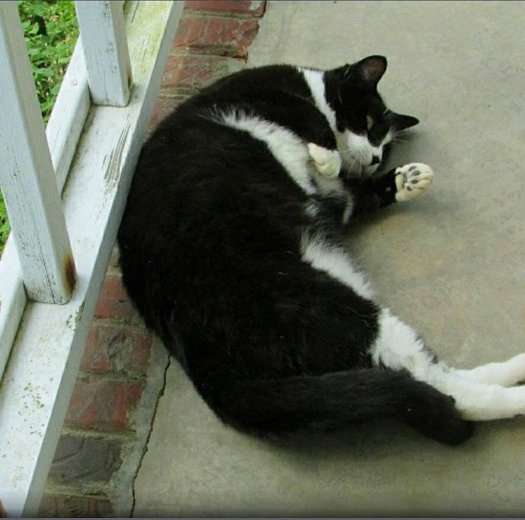 Acey is registered to the contest to win money with this photo: black_cat, canidae, carnivore, cat, claw, comfort, dog_breed, domestic_short_haired_cat, felidae, flooring, formal_wear, fur, grass, paw, small_to_medium_sized_cats, sporting_group, tail, terrestrial_animal, whiskers