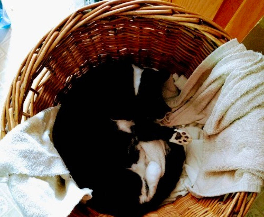 Acey joined the competition — help win amazing prizes! basket, brown, carnivore, cat, cat_supply, comfort, companion_dog, dog_breed, fawn, felidae, fur, linens, pet_supply, small_to_medium_sized_cats, sporting_group, tail, washing_machine, whiskers, wicker, wood