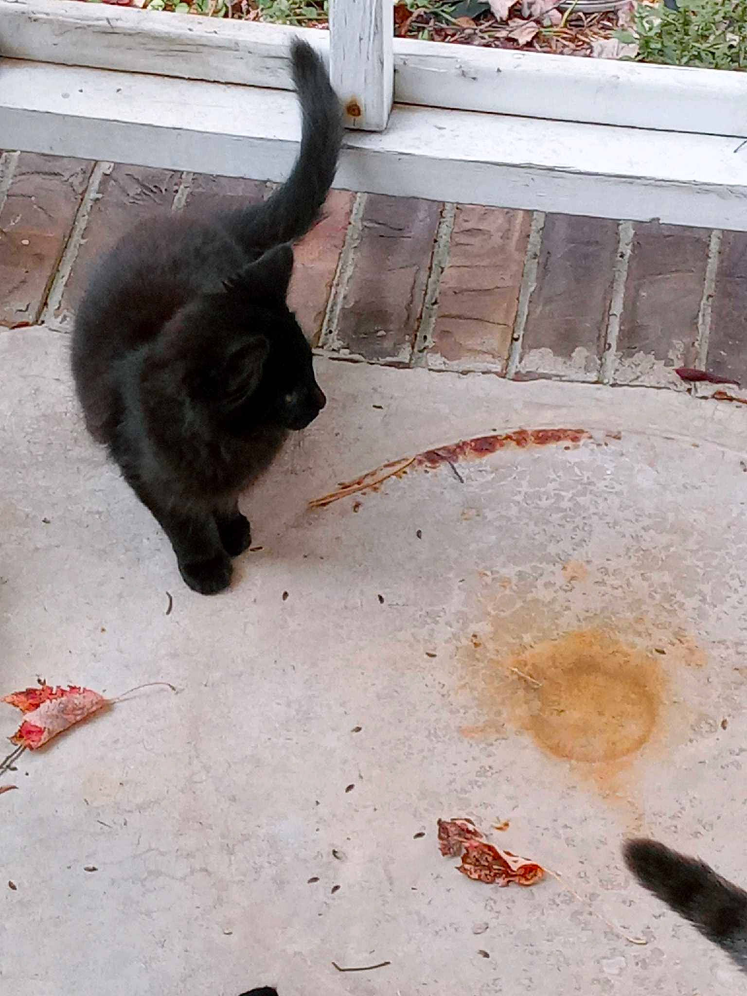 Midnight joined the competition — help win amazing prizes! asphalt, black_cat, bombay, carnivore, cat, concrete, domestic_short_haired_cat, felidae, floor, flooring, fur, gas, plant, road_surface, small_to_medium_sized_cats, snout, sporting_group, tail, tints_and_shades, whiskers