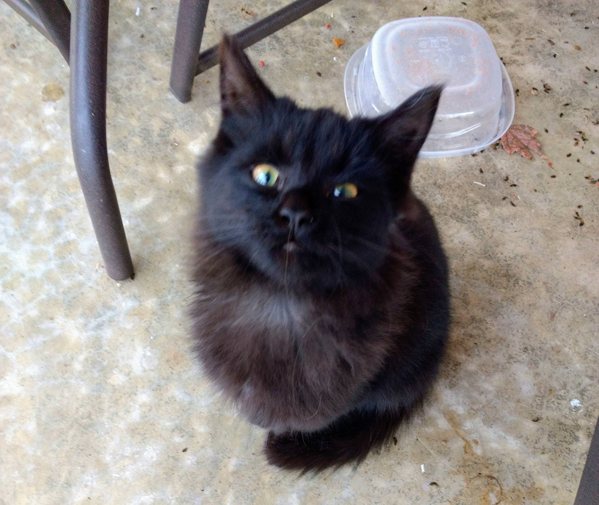 Midnight joined the competition — help win amazing prizes! black_cat, bombay, carnivore, cat, claw, coffee_cup, domestic_short_haired_cat, felidae, flooring, fur, paw, serveware, small_to_medium_sized_cats, snout, tableware, tail, terrestrial_animal, whiskers