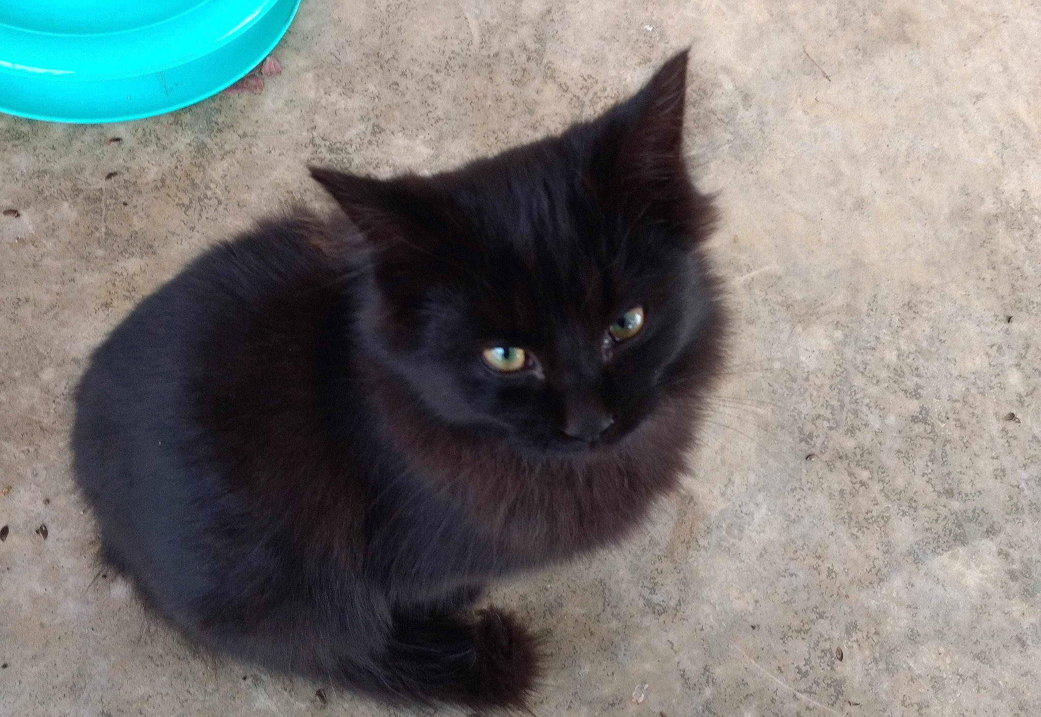 Midnight joined the competition — help win amazing prizes! black_cat, bombay, carnivore, cat, circle, domestic_short_haired_cat, felidae, fur, grass, paw, road_surface, sand, shadow, small_to_medium_sized_cats, snout, soil, tail, terrestrial_animal, whiskers, window