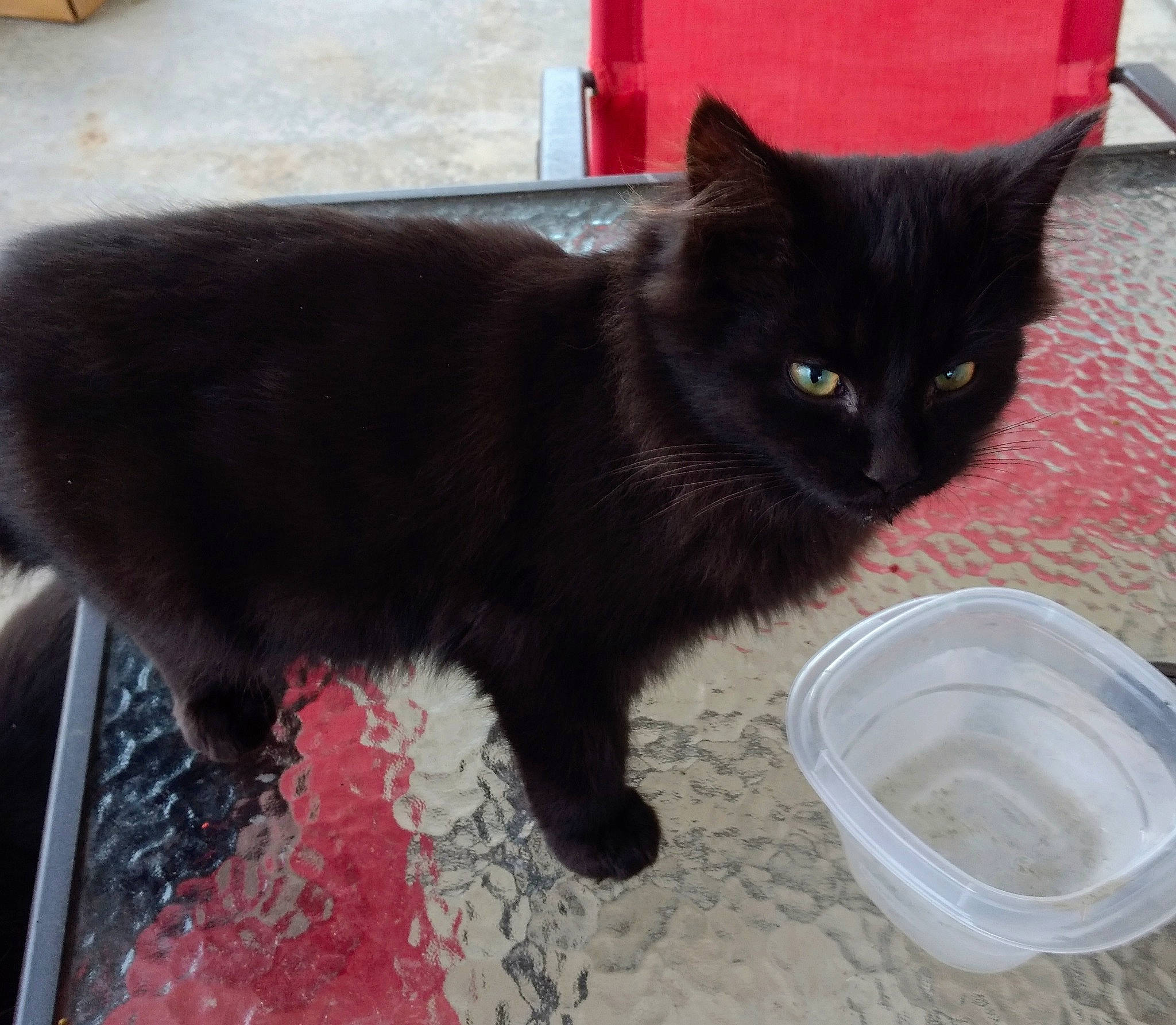 Midnight is registered to the contest to win money with this photo: black_cat, bombay, carnivore, cat, cat_supply, claw, domestic_short_haired_cat, felidae, flooring, fur, paw, pet_supply, small_to_medium_sized_cats, tail, whiskers, window