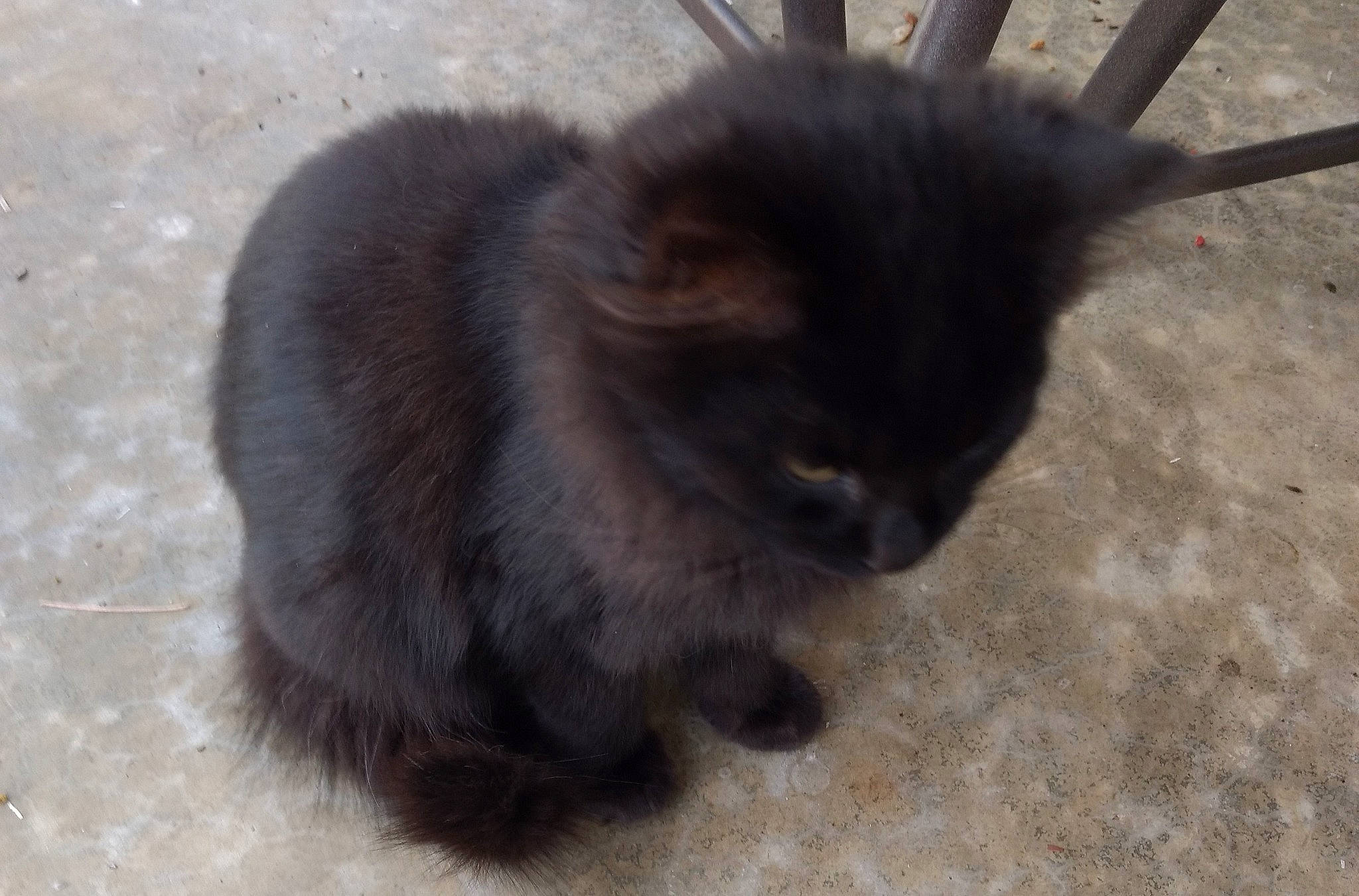 Midnight joined the competition — help win amazing prizes! asphalt, black_cat, carnivore, cat, claw, domestic_short_haired_cat, fawn, felidae, flooring, fur, paw, road_surface, shadow, small_to_medium_sized_cats, tail, terrestrial_animal, whiskers