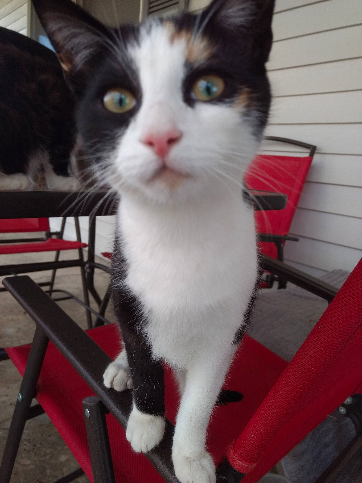 Callie is registered to the contest to win money with this photo: box, carnivore, cat, chair, domestic_short_haired_cat, eye, felidae, fur, lap, paw, sitting, small_to_medium_sized_cats, snout, tail, whiskers