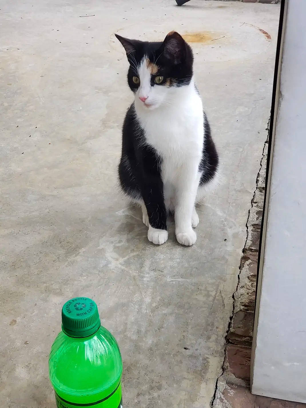 Callie joined the competition — help win amazing prizes! asphalt, bottle, bottle_cap, carnivore, cat, domestic_short_haired_cat, drink, felidae, fur, liquid, plastic_bottle, road, road_surface, sidewalk, small_to_medium_sized_cats, snout, tail, water, water_bottle, whiskers