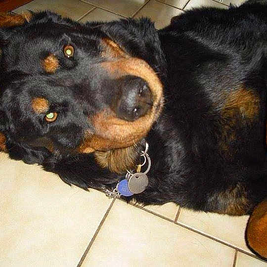 Rex