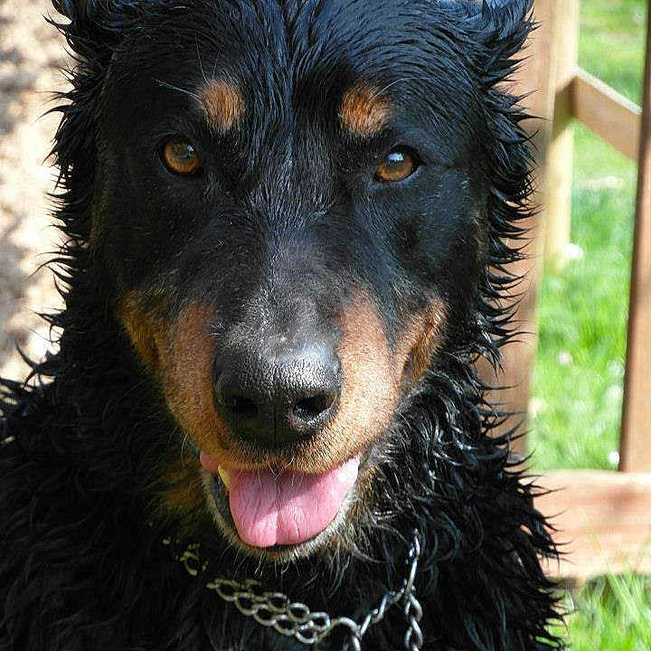 Rex