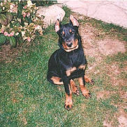 Rex participe au concours pour gagner de l'argent avec cette photo :