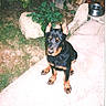 Rex participe au concours pour gagner de l'argent avec cette photo :
