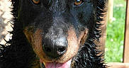 Rex participe au concours pour gagner de l'argent avec cette photo :