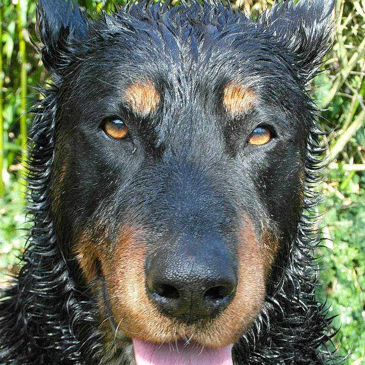 Rex