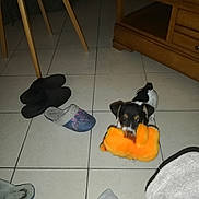 Jack a rejoint le concours — aidez-le/la à gagner de superbes lots ! dog, toy, slippers, floor, tile, furniture, chair_leg, wooden_furniture, indoor, pet, black_and_white, plush_toy, playful, small_dog, animal, domestic, footwear, home, cozy, casual