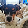 Jack participe au concours pour gagner de l'argent avec cette photo : puppy, dog, blanket, cozy, indoor, television, weather_forecast, couch, person, curious, closeup, fur, pet, relaxing, living_room, soft_texture, brown, black, white, sleepy