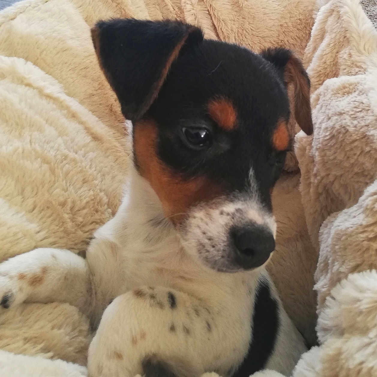 Jack a rejoint le concours — aidez-le/la à gagner de superbes lots ! puppy, dog, blanket, cozy, cute, pet, fur, snuggle, resting, indoor, soft, animal, young, sleepy, comfort, warm, white, black, brown, paw