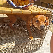 Caramel a rejoint le concours — aidez-le/la à gagner de superbes lots ! animal, basket, beagle, bed, bread, canine, chair, chihuahua, dog, food, friedchicken, furniture, goldenretriever, hound, nuggets, pet, plywood, puppy, table, wood