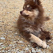 Adonis participe au concours pour gagner de l'argent avec cette photo : dog, puppy, fluffy, brown_and_cream, long_hair, pointed_ears, sitting, crossed_paws, outdoor, gravel, rocks, stone, ground, looking_away, portrait, pet, canine, cute, adorable, nature