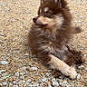 dog, puppy, fluffy, brown_and_cream, long_hair, pointed_ears, sitting, crossed_paws, outdoor, gravel, rocks, stone, ground, looking_away, portrait, pet, canine, cute, adorable, nature