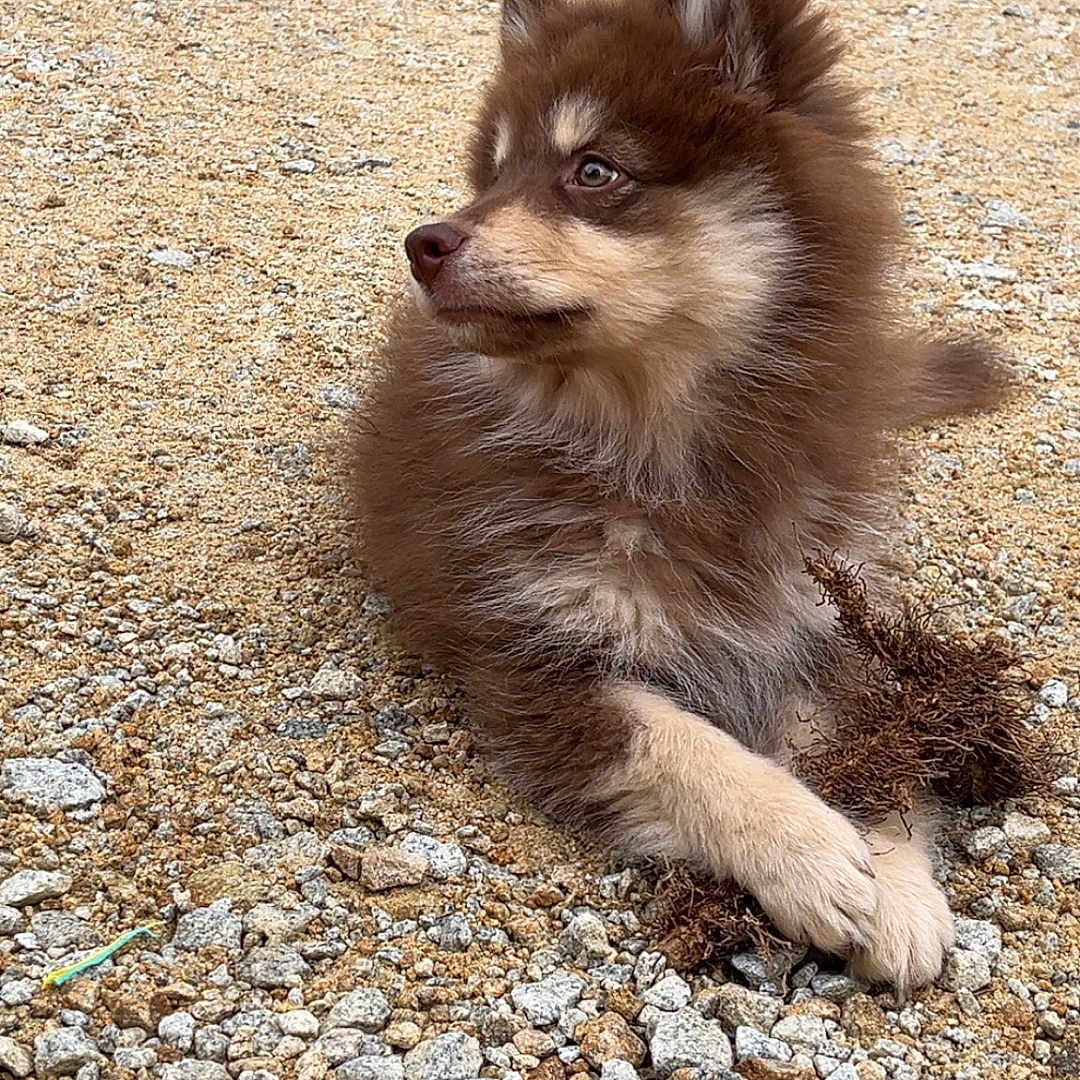 Adonis participe au concours pour gagner de l'argent avec cette photo : dog, puppy, fluffy, brown_and_cream, long_hair, pointed_ears, sitting, crossed_paws, outdoor, gravel, rocks, stone, ground, looking_away, portrait, pet, canine, cute, adorable, nature