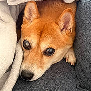 Kitsune is registered to the contest to win money with this photo: animal, blanket, canine, closeup, comfort, companion, cozy, cushion, cute, dog, ears, fur, indoor, paw, pet, relaxation, resting, sleepy, snout, warmth
