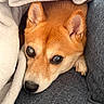 animal, blanket, canine, closeup, comfort, companion, cozy, cushion, cute, dog, ears, fur, indoor, paw, pet, relaxation, resting, sleepy, snout, warmth