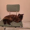 backrest, bathroom, bathtub, brown_cat, cat, chrome_rail, close_up, domineering, feline, fur, indoor, long_hair, lounging, paws, pet, relaxed, seat, shower_bench, tile_floor, whiskers