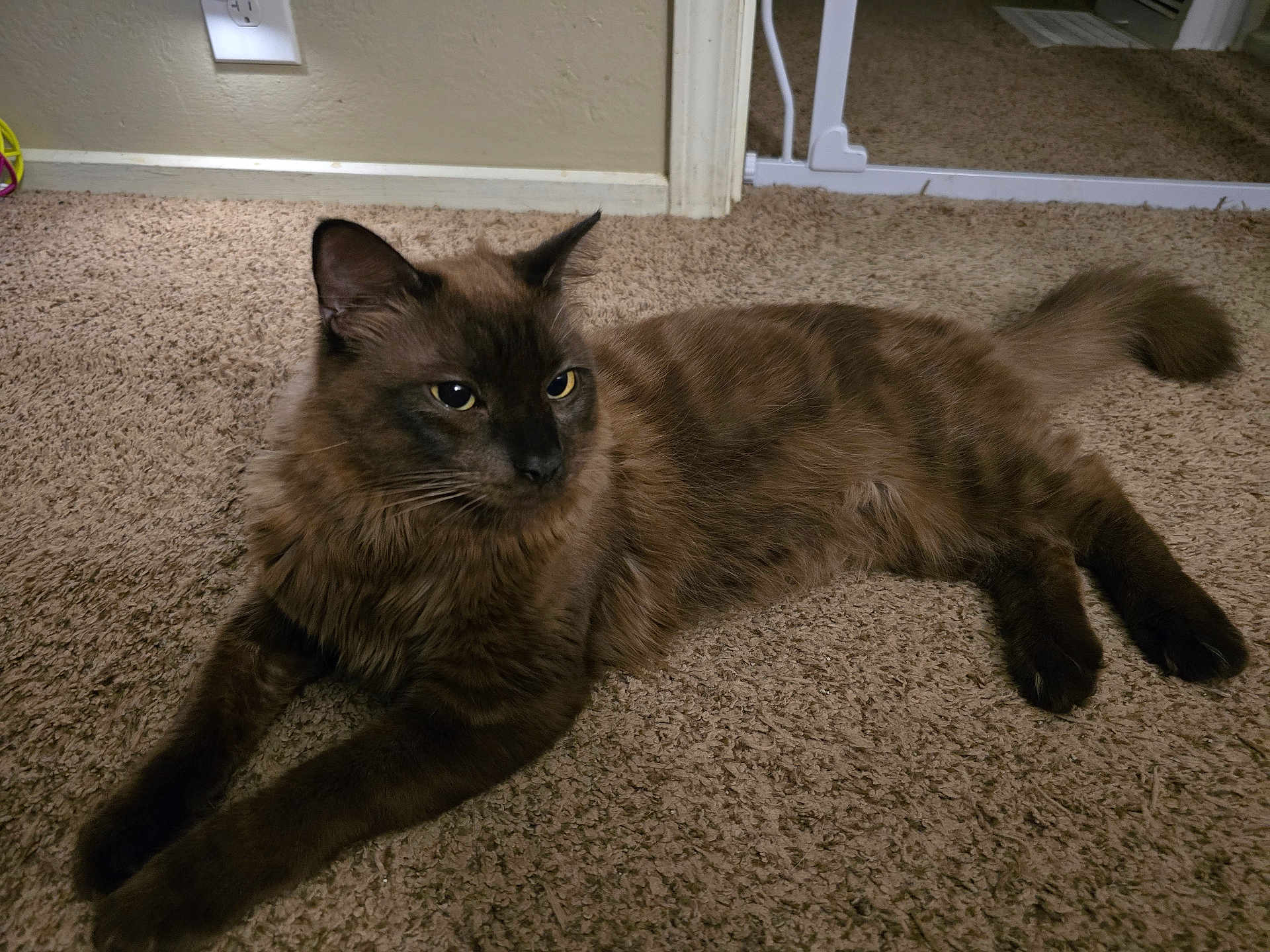 Mufasa joined the competition — help win amazing prizes! baby_gate, baseboard, brown_fur, carpet, cat, closeup, cozy, domestic, eyes, feline, indoor, living_room, long_fur, paws, pet, portrait, relaxed, tail, wall_outlet, whiskers