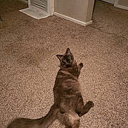 Mufasa joined the competition — help win amazing prizes! brown_cat, carpet, cat, domestic, doorway, eyes, feline, floor, home, indoor, long_hair, looking_at_camera, lounging, mammal, pet, relaxed, tail, texture, vent, whiskers