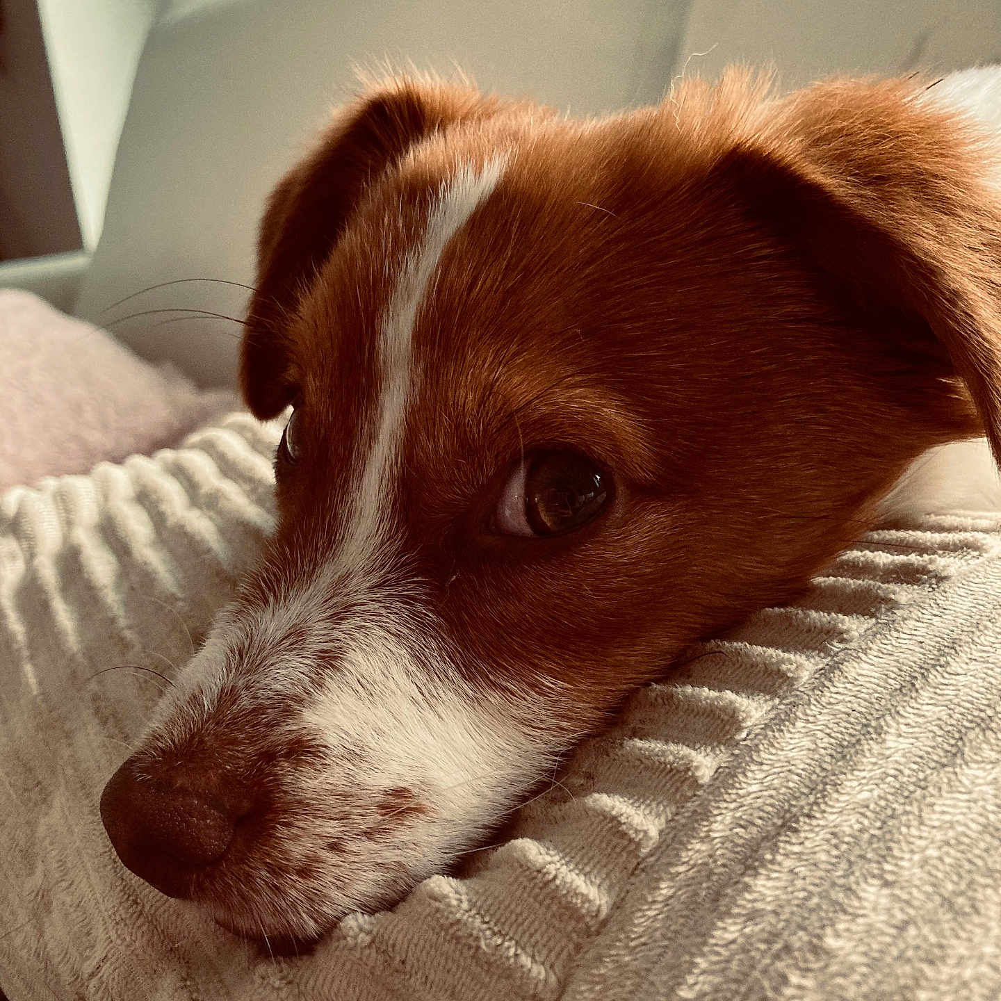 Gaston participe au concours pour gagner de l'argent avec cette photo : dog, puppy, brown, white, close_up, resting, blanket, texture, indoors, window, light, cozy, cute, pet, fur, sleepy, face, animal, soft, calm