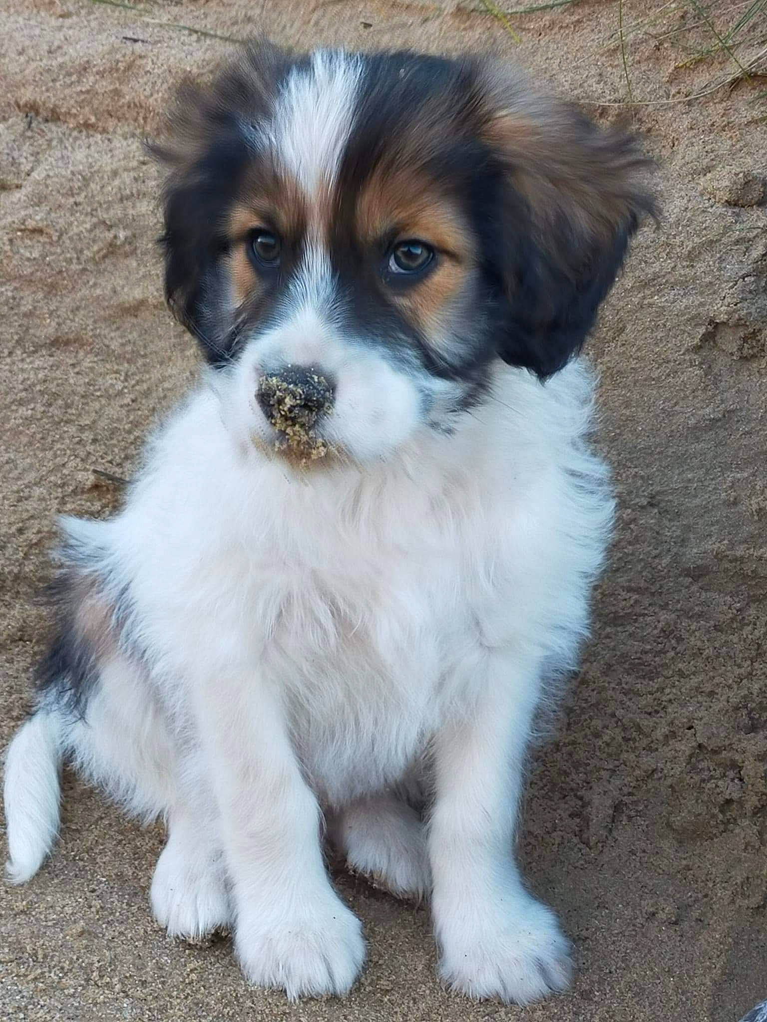 Beethoven participe au concours pour gagner de l'argent avec cette photo : canidae, carnivore, companion_dog, dog, dog_breed, fur, plant, sporting_group, terrestrial_animal, toy_dog, working_dog