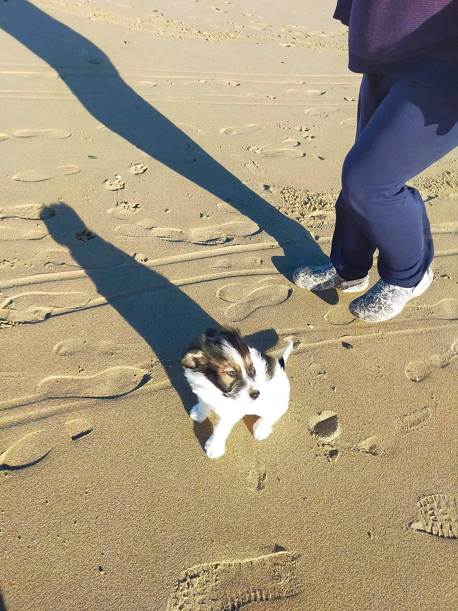 Beethoven a rejoint le concours — aidez-le/la à gagner de superbes lots ! asphalt, beach, carnivore, cat, felidae, foot, human_leg, landscape, ocean, people_in_nature, road_surface, sand, shadow, small_to_medium_sized_cats, soil, tail, tints_and_shades, tree, walking, wood