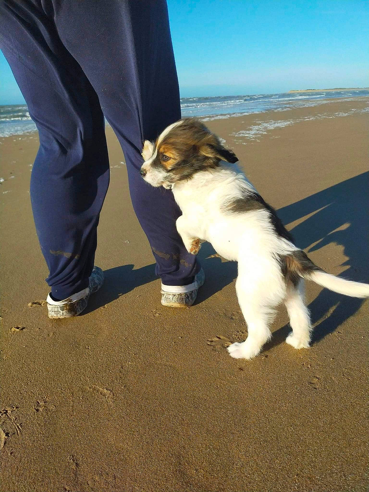 Beethoven a rejoint le concours — aidez-le/la à gagner de superbes lots ! beach, canidae, carnivore, coast, companion_dog, dog, dog_breed, fawn, fun, human_leg, landscape, ocean, sand, shadow, sky, sporting_group, tail, walking, water, wave