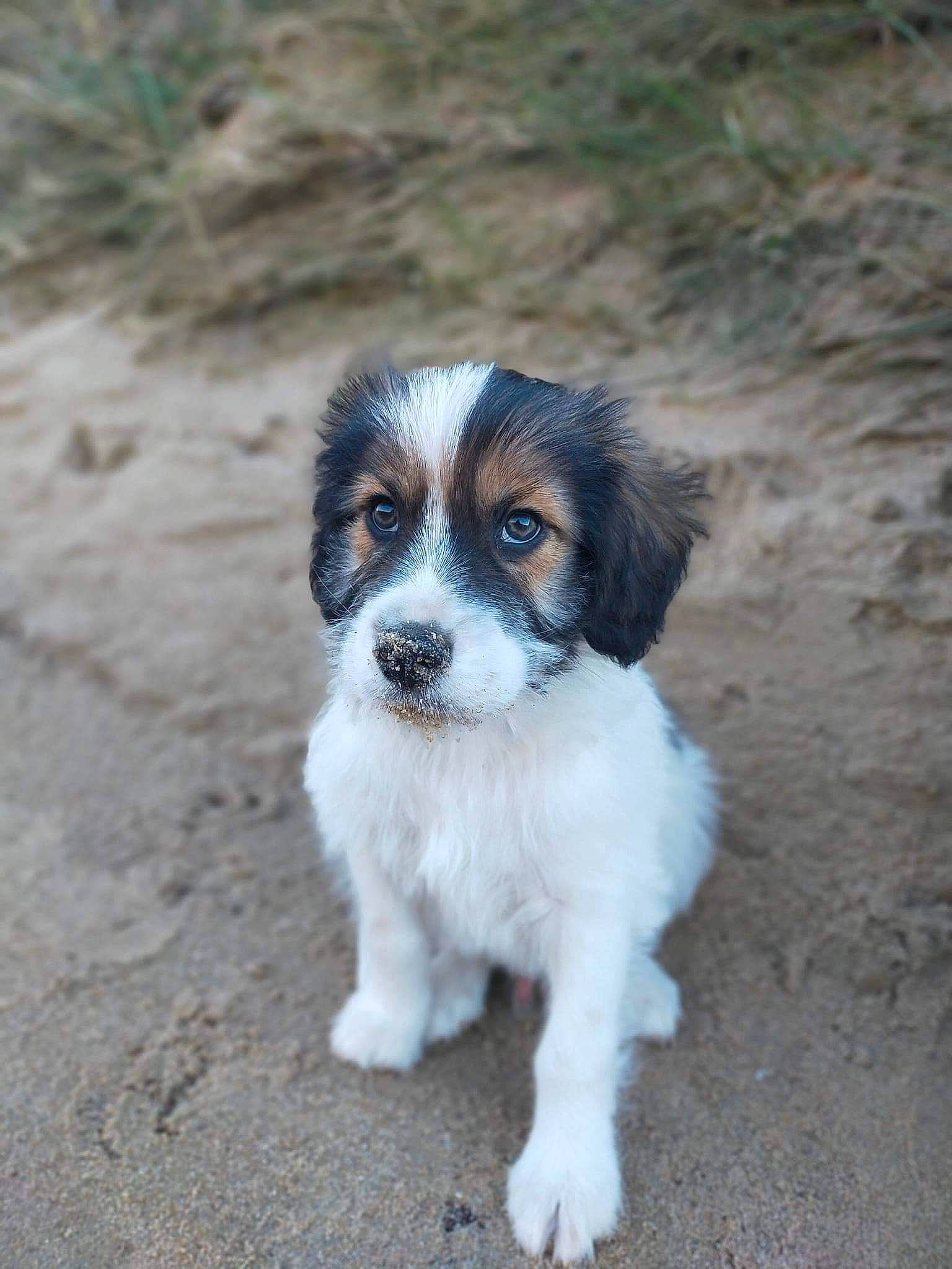 Beethoven participe au concours pour gagner de l'argent avec cette photo : canidae, carnivore, companion_dog, dog, dog_breed, fur, puppy, soil, terrestrial_animal, terrier, toy_dog, whiskers, working_dog