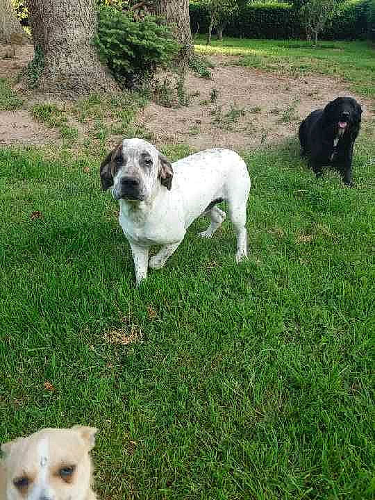 Patapouf a rejoint le concours — aidez-le/la à gagner de superbes lots ! canidae, carnivore, companion_dog, dog, dog_breed, grass, mammal, rare_breed_dog, sporting_group, tornjak, vertebrate