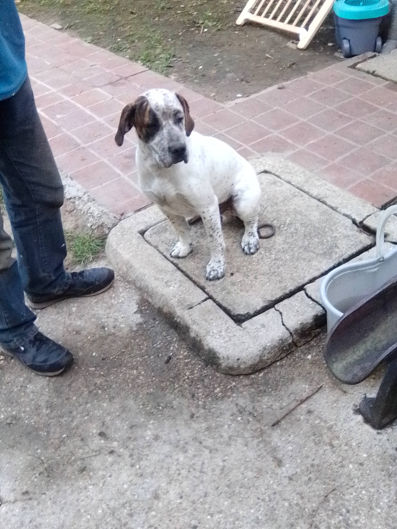 Patapouf a rejoint le concours — aidez-le/la à gagner de superbes lots ! canidae, carnivore, companion_dog, dog, dog_breed, fawn, mammal, pointer, puppy, rare_breed_dog, sporting_group, vertebrate