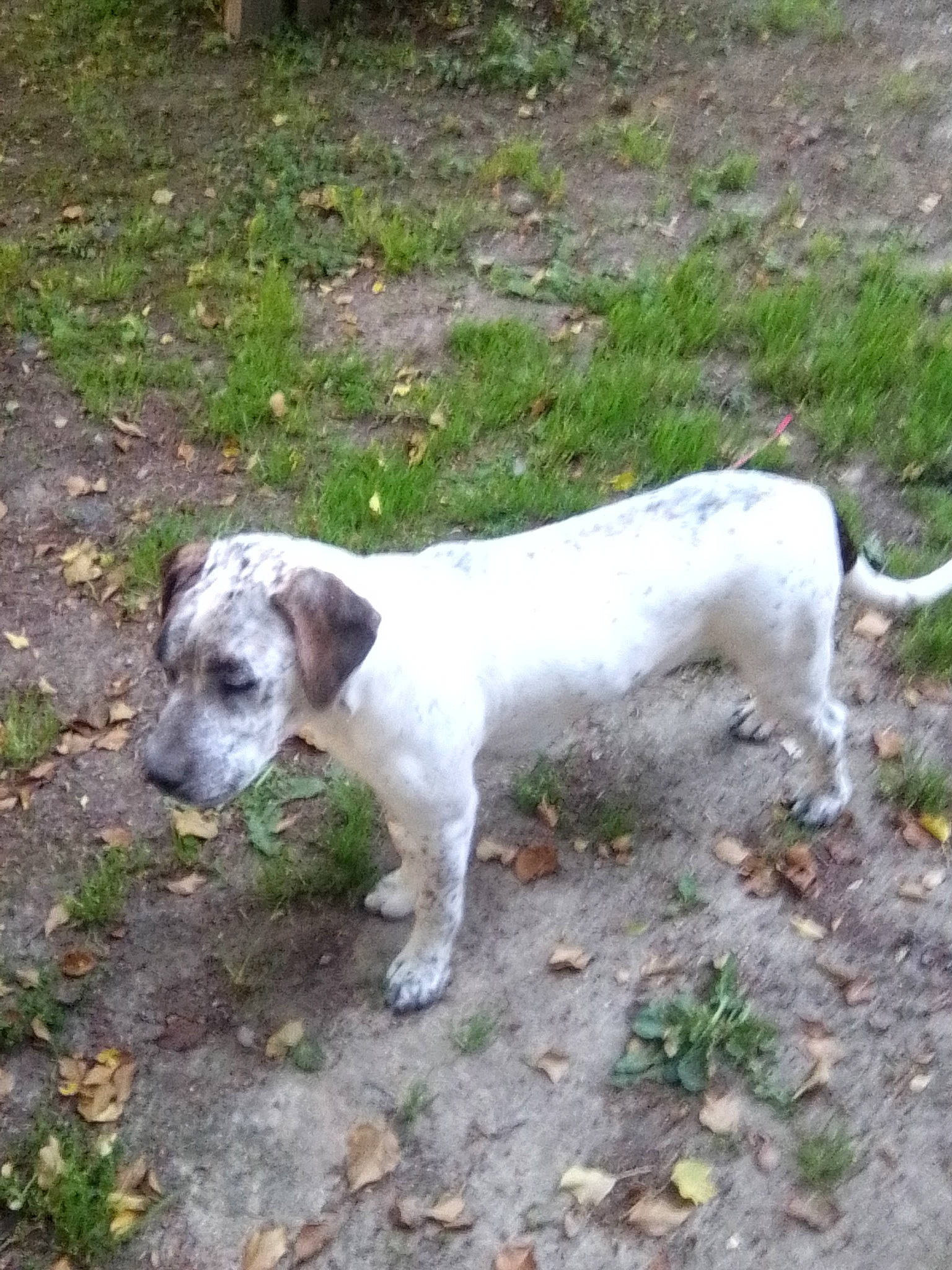 Patapouf a rejoint le concours — aidez-le/la à gagner de superbes lots ! canidae, carnivore, companion_dog, dog, dog_breed, hunting_dog, istrian_coarse_haired_hound, mammal, pointer, rare_breed_dog, sporting_group, vertebrate