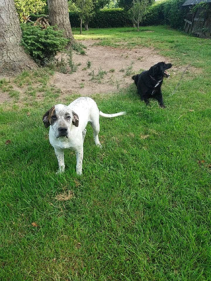 Patapouf participe au concours pour gagner de l'argent avec cette photo : canidae, carnivore, companion_dog, dog, dog_breed, grass, mammal, rare_breed_dog, sporting_group, tail, vertebrate