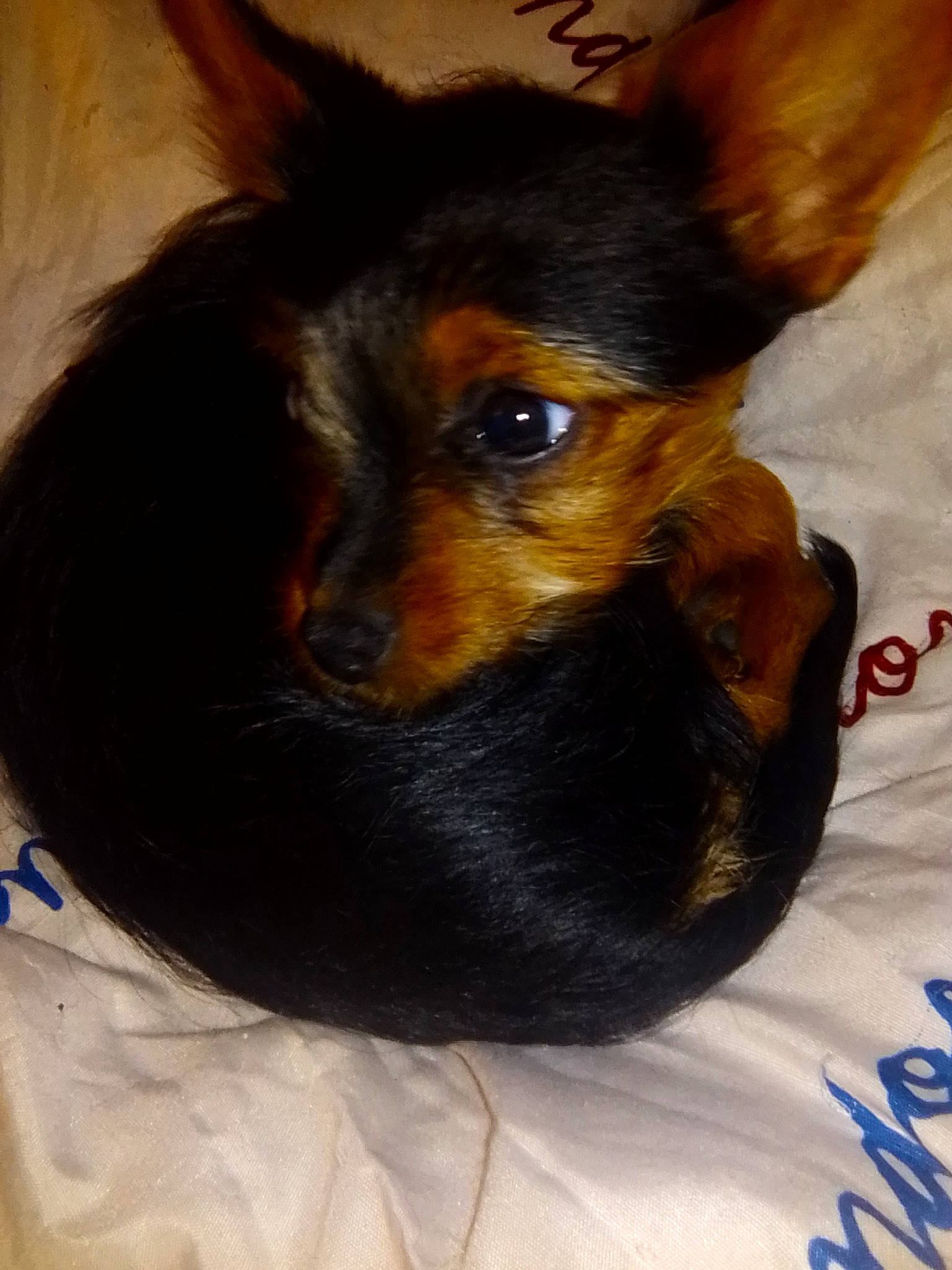 Loulouette a rejoint le concours — aidez-le/la à gagner de superbes lots ! canidae, carnivore, companion_dog, dog, dog_breed, ear, english_toy_terrier, fawn, lancashire_heeler, mammal, miniature_pinscher, prazsky_krysarik, puppy, russkiy_toy, small_terrier, terrier, toy_dog, toy_manchester_terrier, vertebrate, yorkshire_terrier