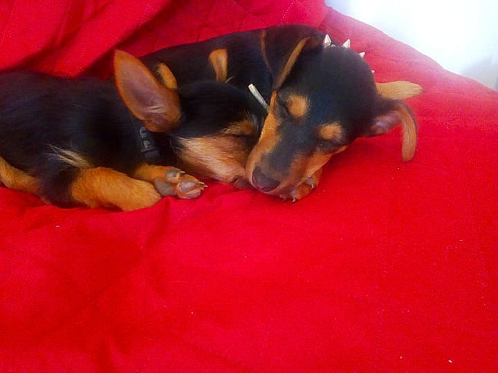 Loulouette participe au concours pour gagner de l'argent avec cette photo : canidae, carnivore, companion_dog, dobermann, dog, dog_breed, english_toy_terrier, german_pinscher, guard_dog, jagdterrier, mammal, manchester_terrier, miniature_pinscher, pinscher, prazsky_krysarik, puppy, snout, toy_dog, toy_manchester_terrier, vertebrate