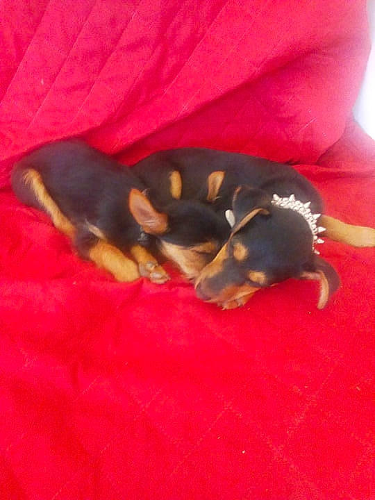 Loulouette a rejoint le concours — aidez-le/la à gagner de superbes lots ! canidae, carnivore, dog, dog_breed, fawn, mammal, miniature_pinscher, pinscher, prazsky_krysarik, puppy, toy_dog, transylvanian_hound, vertebrate