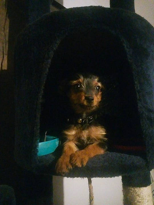 Loulouette a rejoint le concours — aidez-le/la à gagner de superbes lots ! cairn_terrier, canidae, carnivore, companion_dog, dog, dog_breed, morkie, puppy, schnoodle, small_terrier, terrier, toy_dog, yorkipoo, yorkshire_terrier