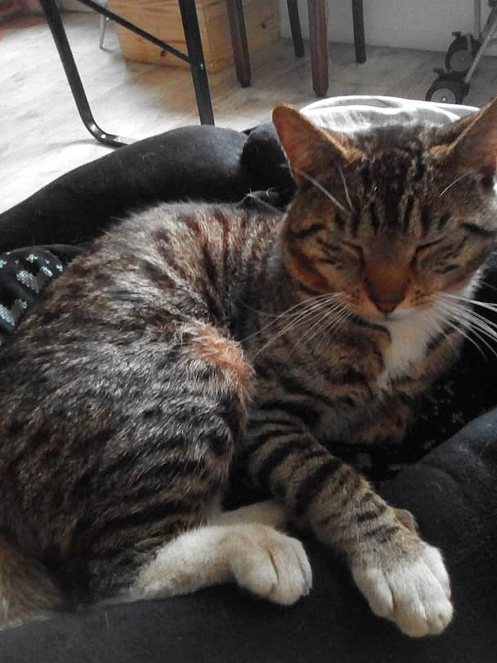 Chaussette participe au concours pour gagner de l'argent avec cette photo : carnivore, cat, chair, claw, comfort, domestic_short_haired_cat, felidae, fur, nap, paw, sitting, small_to_medium_sized_cats, snout, tail, terrestrial_animal, whiskers