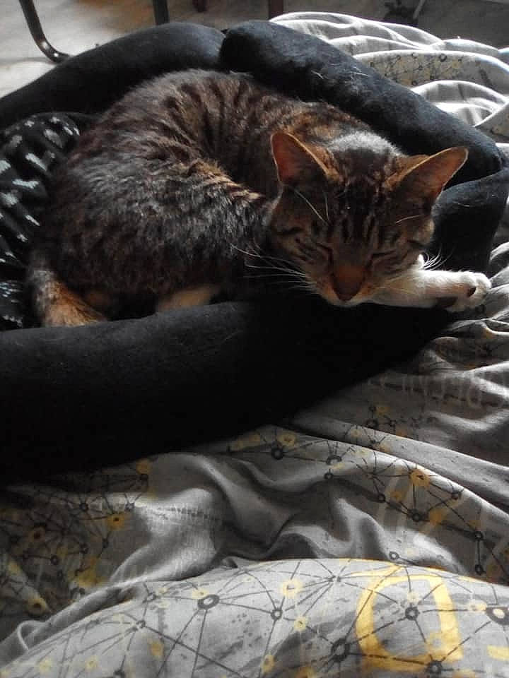 Chaussette a rejoint le concours — aidez-le/la à gagner de superbes lots ! carnivore, cat, claw, comfort, domestic_short_haired_cat, felidae, fur, grey, nap, sand, sitting, sleep, small_to_medium_sized_cats, snout, tail, terrestrial_animal, tree, vertebrate, whiskers, wildlife