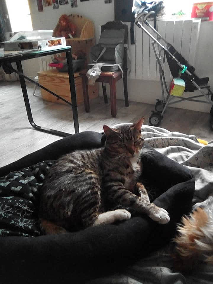 Chaussette a rejoint le concours — aidez-le/la à gagner de superbes lots ! carnivore, cat, chair, comfort, desk, domestic_short_haired_cat, felidae, floor, flooring, fur, grey, hardwood, picture_frame, room, small_to_medium_sized_cats, table, tail, textile, whiskers, wood