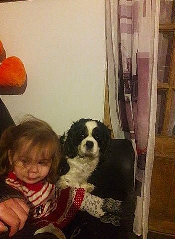 Gribouille a rejoint le concours — aidez-le/la à gagner de superbes lots ! bernese_mountain_dog, canidae, carnivore, companion_dog, dog, dog_breed, landseer, mammal, sporting_group, st_bernard