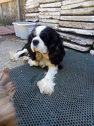 Gribouille a rejoint le concours — aidez-le/la à gagner de superbes lots ! canidae, carnivore, cavalier_king_charles_spaniel, cocker_spaniel, companion_dog, dog, dog_breed, fawn, king_charles_spaniel, mammal, puppy, rare_breed_dog, spaniel, sporting_group, vertebrate