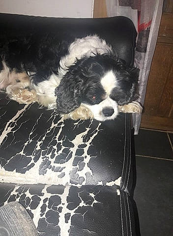 Gribouille a rejoint le concours — aidez-le/la à gagner de superbes lots ! canidae, carnivore, cavachon, cavalier_king_charles_spaniel, cavapoo, cockapoo, companion_dog, dog, dog_breed, havanese, kyi_leo, lhasa_apso, mammal, puppy, shih_tzu, snout, spaniel, sporting_group, tibetan_terrier, toy_dog