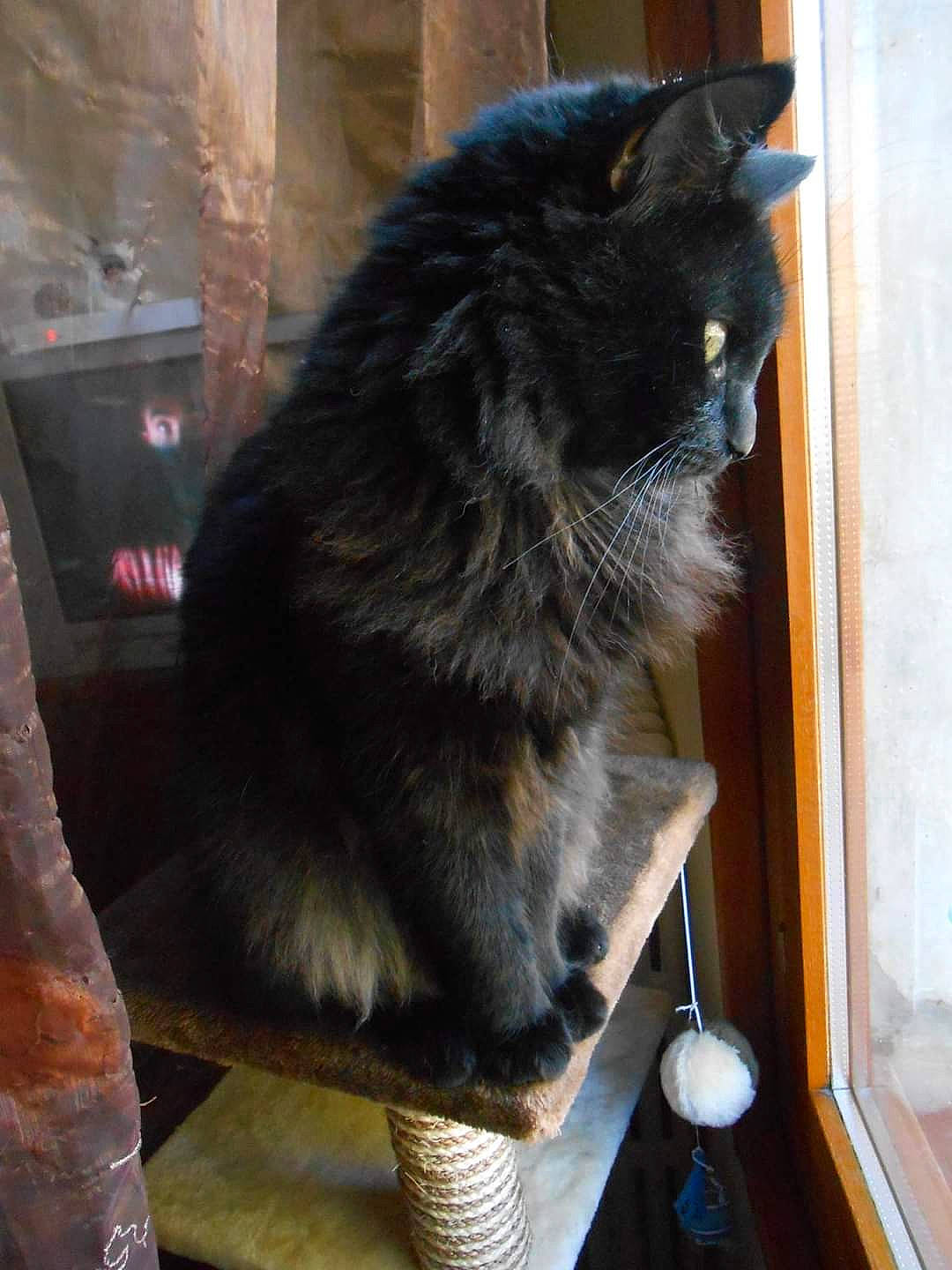 Moumoune a rejoint le concours — aidez-le/la à gagner de superbes lots ! asian_semi_longhair, black_cat, carnivore, cat, cymric, domestic_long_haired_cat, domestic_short_haired_cat, felidae, fur, kurilian_bobtail, maine_coon, mammal, nebelung, norwegian_forest_cat, small_to_medium_sized_cats, tail, whiskers