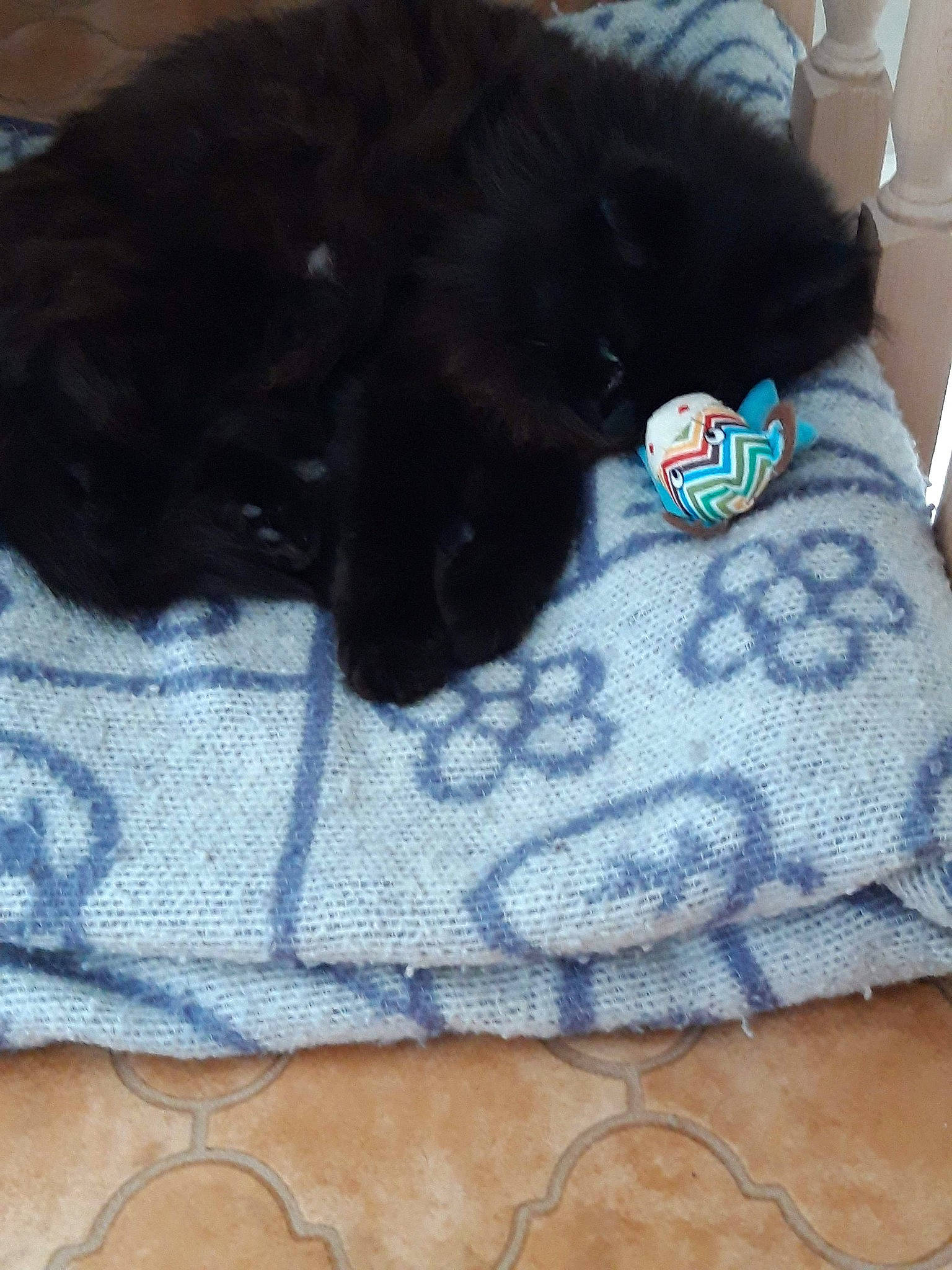 Moumoune participe au concours pour gagner de l'argent avec cette photo : black_cat, blanket, canidae, carnivore, cat, dog_breed, fur, puppy, shih_tzu, tail, textile