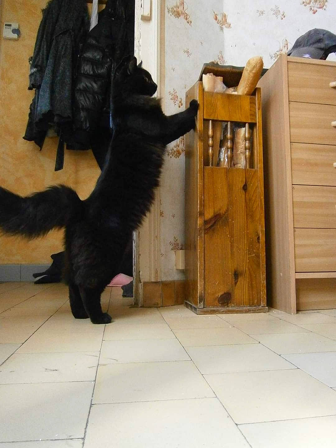 Moumoune a rejoint le concours — aidez-le/la à gagner de superbes lots ! black, canidae, carnivore, dog, flat_coated_retriever, fur, guard_dog, newfoundland, sporting_group, tail