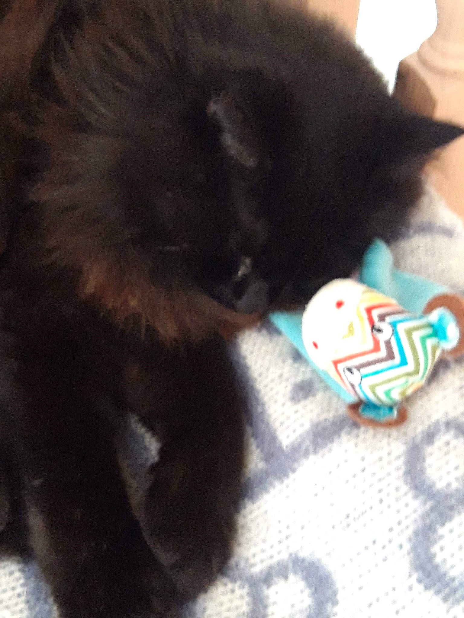 Moumoune participe au concours pour gagner de l'argent avec cette photo : black_cat, canidae, carnivore, cat, dog_breed, ear, fawn, felidae, fur, kitten, mammal, persian, small_to_medium_sized_cats, tail, whiskers